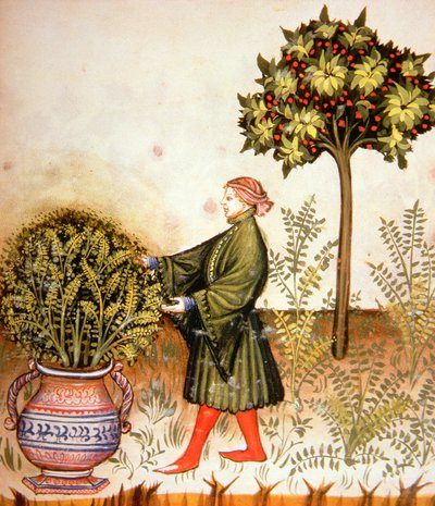 Cutting Basil, from Tacuinum Sanitatis by Italian School